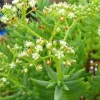Crassula Tetragona Pine Tree Succulent Live Plant, 2-4" Rooted, Bonsai Crassula Tetragona Pine Tree Succulent Live Plant, 2-4" Rooted, Bonsai - Image 1