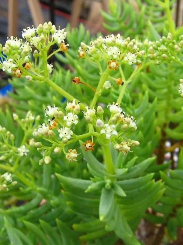 Crassula Tetragona Pine Tree Succulent Live Plant, 2-4" Rooted, Bonsai Crassula Tetragona Pine Tree Succulent Live Plant, 2-4" Rooted, Bonsai - Image 1