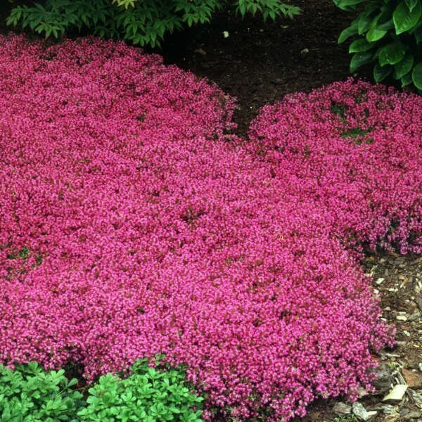 Creeping Thyme 'Coccinueus' Live Perennial Plant - Groundcover - Image 2