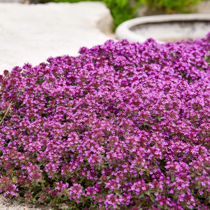 Creeping Thyme 'Coccinueus' Live Perennial Plant - Groundcover - Image 1