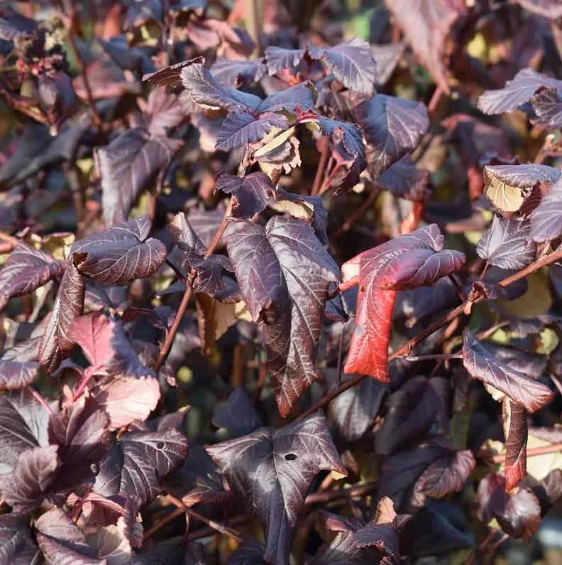 Crimson Diablo Ninebark Live Plant – 6-12in Tall – 2.5in Pot – Hardy Purple Shrub Crimson Diablo Ninebark Live Plant – 6-12in Tall – 2.5in Pot – Hardy Purple Shrub - Image 10