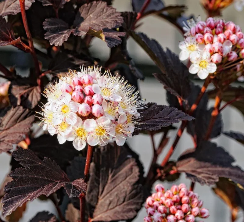 Crimson Diablo Ninebark Live Plant – 6-12in Tall – 2.5in Pot – Hardy Purple Shrub Crimson Diablo Ninebark Live Plant – 6-12in Tall – 2.5in Pot – Hardy Purple Shrub - Image 2