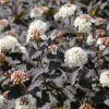 Crimson Diablo Ninebark Live Plant – 6-12in Tall – 2.5in Pot – Hardy Purple Shrub - Image 1
