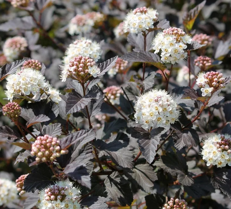 Crimson Diablo Ninebark Live Plant – 6-12in Tall – 2.5in Pot – Hardy Purple Shrub Crimson Diablo Ninebark Live Plant – 6-12in Tall – 2.5in Pot – Hardy Purple Shrub - Image 1