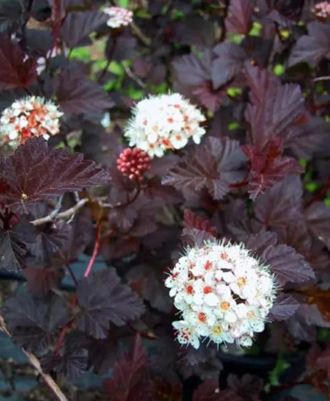 Crimson Diablo Ninebark Live Plant – 6-12in Tall – 2.5in Pot – Hardy Purple Shrub Crimson Diablo Ninebark Live Plant – 6-12in Tall – 2.5in Pot – Hardy Purple Shrub - Image 5