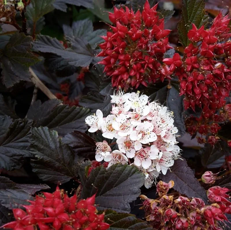 Crimson Diablo Ninebark Live Plant – 6-12in Tall – 2.5in Pot – Hardy Purple Shrub Crimson Diablo Ninebark Live Plant – 6-12in Tall – 2.5in Pot – Hardy Purple Shrub - Image 6