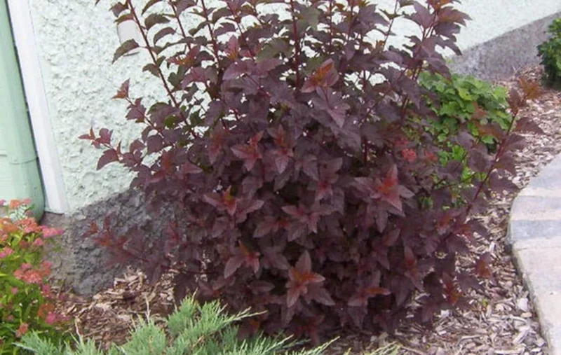 Crimson Diablo Ninebark Live Plant – 6-12in Tall – 2.5in Pot – Hardy Purple Shrub Crimson Diablo Ninebark Live Plant – 6-12in Tall – 2.5in Pot – Hardy Purple Shrub - Image 9