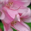 Crinum x Powellii Pink Lily Bulb – 1 Large 3-4” Blooming Age Fragrant Crinum x Powellii Pink Lily Bulb – 1 Large 3-4” Blooming Age Fragrant - Image 1