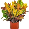 Croton Petra Live Plant – 6 inch Potted – Striking Orange, Yellow, Red Leaves – Indoor/Outdoor - Image 1