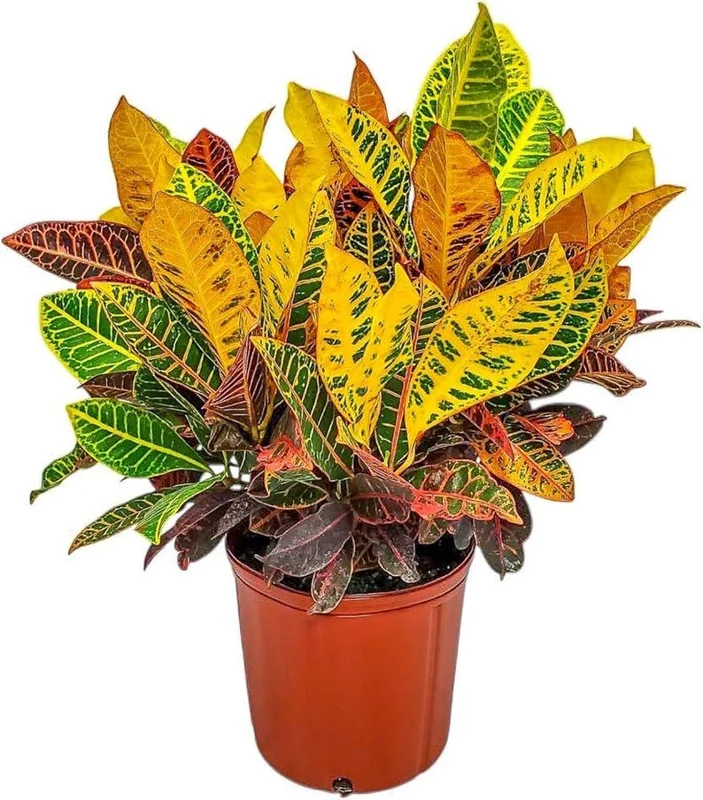 Croton Petra Live Plant – 6 inch Potted – Striking Orange, Yellow, Red Leaves – Indoor/Outdoor - Image 1