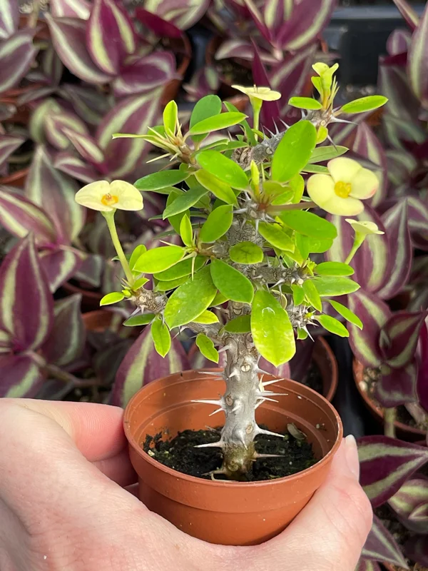 Crown of Thorns Yellow Form Live Plant - Euphorbia Milii Hybrid - Indoor/Outdoor Succulent Crown of Thorns Yellow Form Live Plant - Euphorbia Milii Hybrid - Indoor/Outdoor Succulent - Image 3