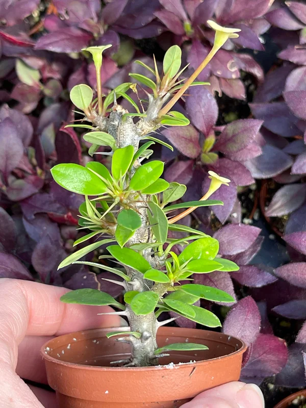 Crown of Thorns Yellow Form Live Plant - Euphorbia Milii Hybrid - Indoor/Outdoor Succulent Crown of Thorns Yellow Form Live Plant - Euphorbia Milii Hybrid - Indoor/Outdoor Succulent - Image 4