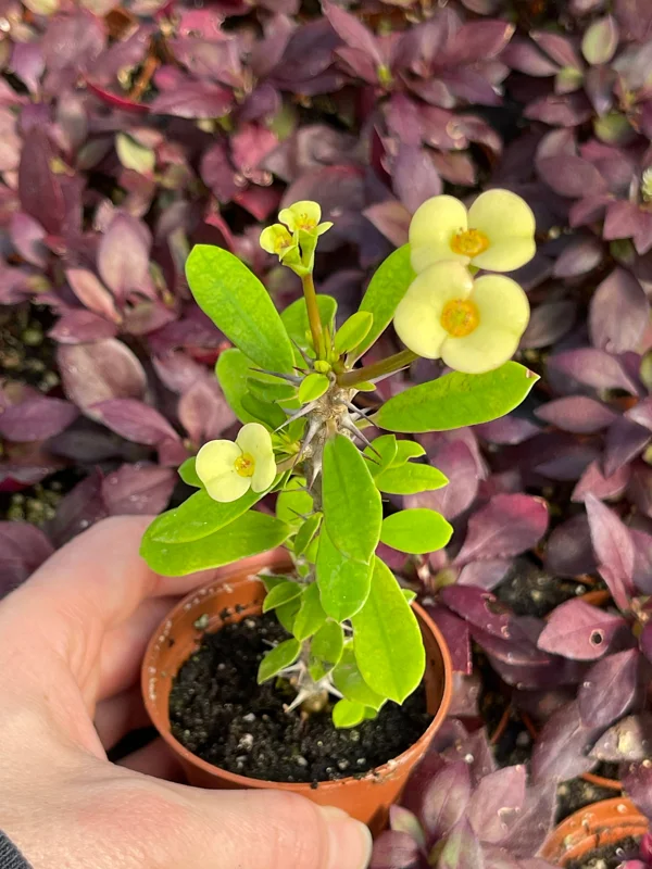 Crown of Thorns Yellow Form Live Plant - Euphorbia Milii Hybrid - Indoor/Outdoor Succulent Crown of Thorns Yellow Form Live Plant - Euphorbia Milii Hybrid - Indoor/Outdoor Succulent - Image 5