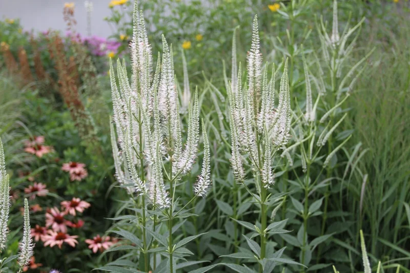 Culver's Root Veronicastrum virginicum Live Starter Plant - Outdoor Perennial - Image 2