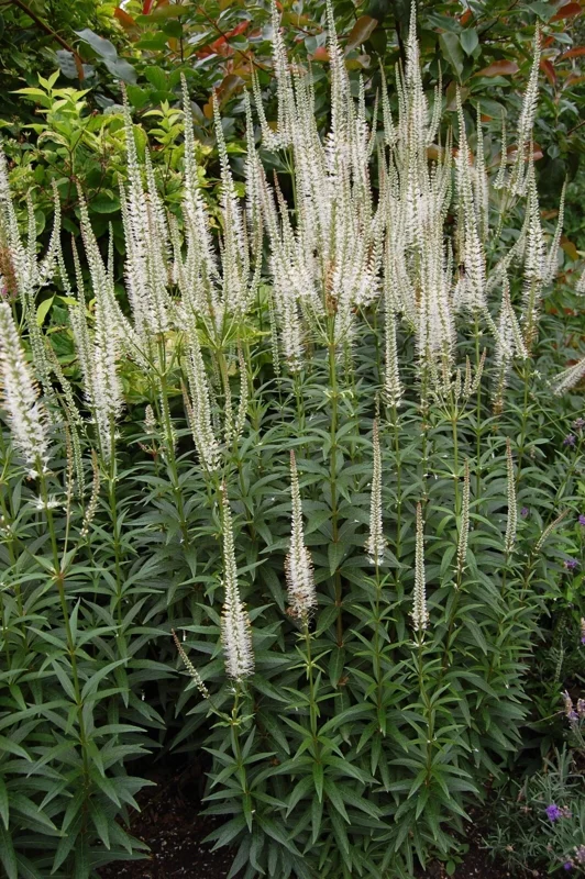 Culver's Root Veronicastrum virginicum Live Starter Plant - Outdoor Perennial - Image 1