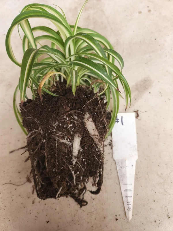 Curly Spider Plant 'Bonnie' - Live Potted Houseplant - Image 2