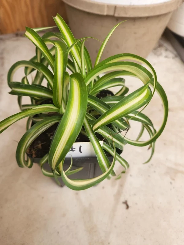 Curly Spider Plant 'Bonnie' - Live Potted Houseplant - Image 1