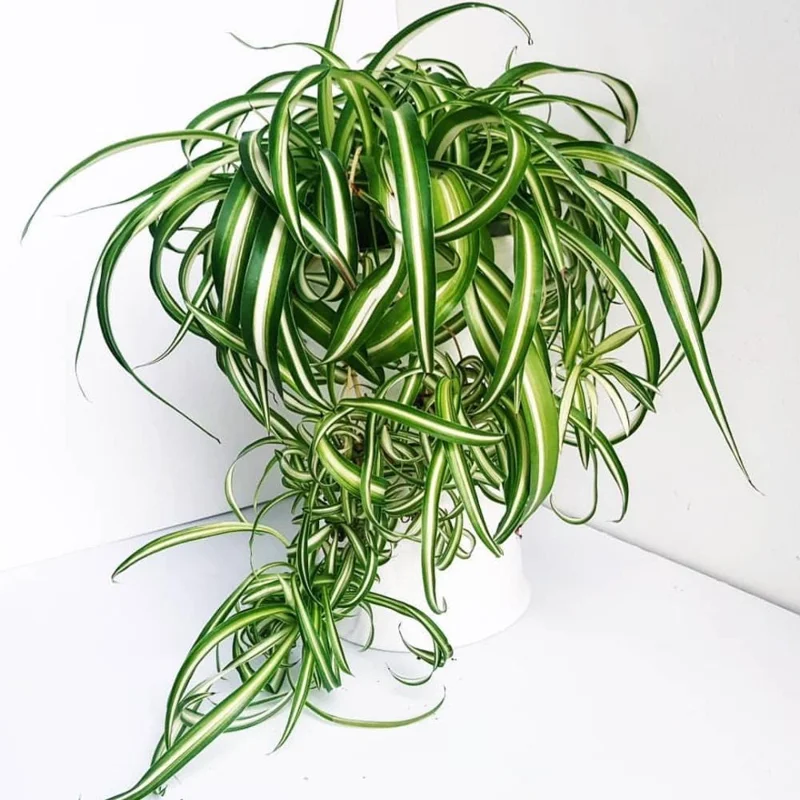 Curly Spider Plant Live Houseplant – 10 Inches Tall – Variegated Leaves – Air Purifying Indoor Plant Curly Spider Plant Live Houseplant – 10 Inches Tall – Variegated Leaves – Air Purifying Indoor Plant - Image 2