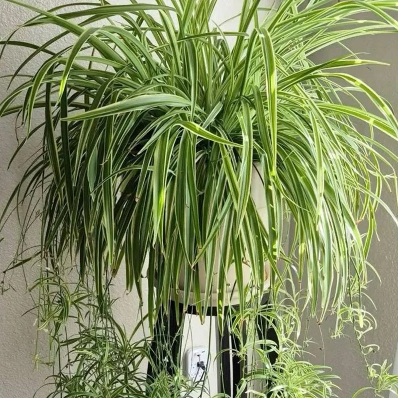 Curly Spider Plant Live Houseplant – 10 Inches Tall – Variegated Leaves – Air Purifying Indoor Plant Curly Spider Plant Live Houseplant – 10 Inches Tall – Variegated Leaves – Air Purifying Indoor Plant - Image 3