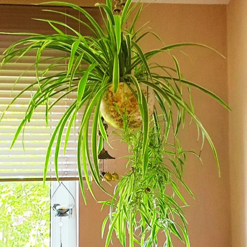Curly Spider Plant Live Houseplant – 10 Inches Tall – Variegated Leaves – Air Purifying Indoor Plant Curly Spider Plant Live Houseplant – 10 Inches Tall – Variegated Leaves – Air Purifying Indoor Plant - Image 4