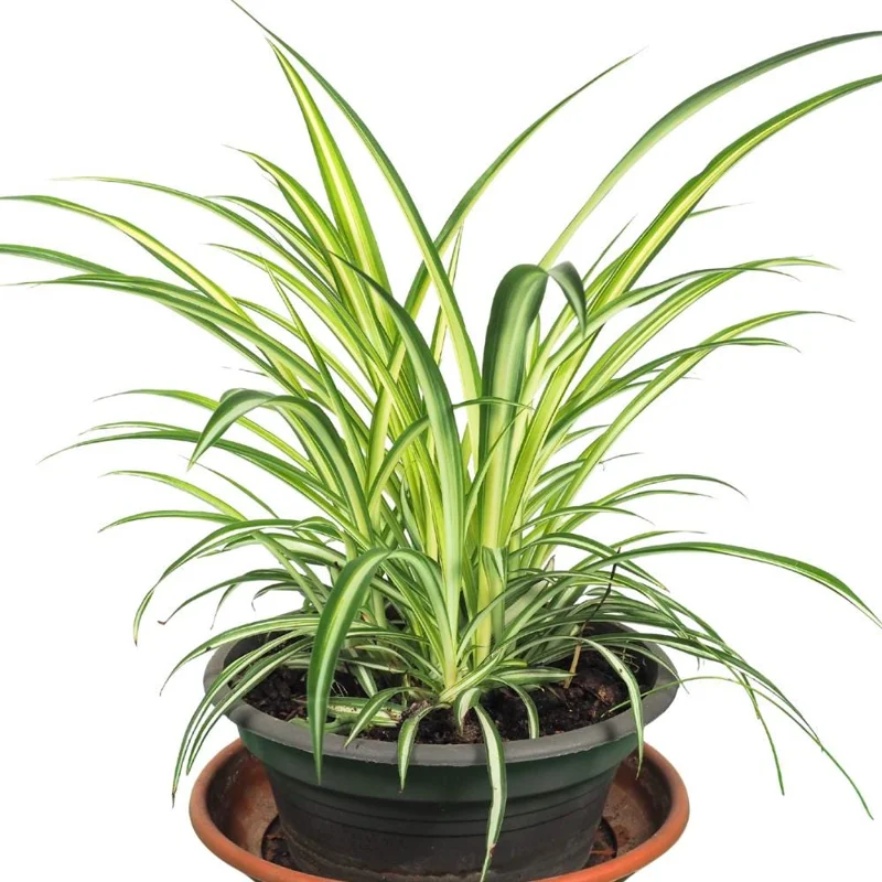 Curly Spider Plant Live Houseplant – 10 Inches Tall – Variegated Leaves – Air Purifying Indoor Plant Curly Spider Plant Live Houseplant – 10 Inches Tall – Variegated Leaves – Air Purifying Indoor Plant - Image 5
