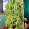 Curly Spider Plant Live Houseplant – 10 Inches Tall – Variegated Leaves – Air Purifying Indoor Plant - Image 1