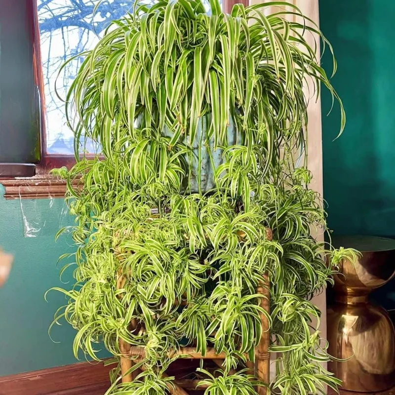 Curly Spider Plant Live Houseplant – 10 Inches Tall – Variegated Leaves – Air Purifying Indoor Plant Curly Spider Plant Live Houseplant – 10 Inches Tall – Variegated Leaves – Air Purifying Indoor Plant - Image 1