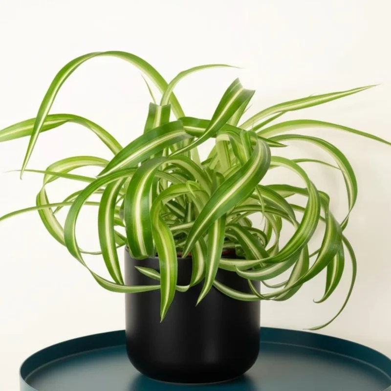 Curly Spider Plant Live Houseplant – 10 Inches Tall – Variegated Leaves – Air Purifying Indoor Plant Curly Spider Plant Live Houseplant – 10 Inches Tall – Variegated Leaves – Air Purifying Indoor Plant - Image 6
