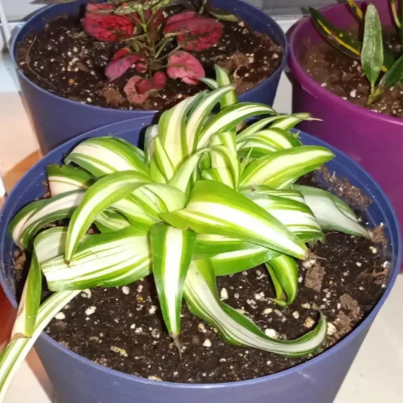 Curly Spider Plant Live Houseplant – 10 Inches Tall – Variegated Leaves – Air Purifying Indoor Plant Curly Spider Plant Live Houseplant – 10 Inches Tall – Variegated Leaves – Air Purifying Indoor Plant - Image 7
