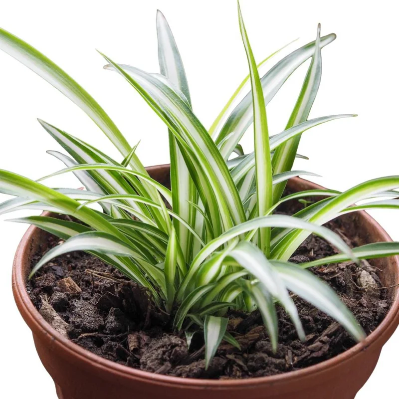 Curly Spider Plant Live Houseplant – 10 Inches Tall – Variegated Leaves – Air Purifying Indoor Plant Curly Spider Plant Live Houseplant – 10 Inches Tall – Variegated Leaves – Air Purifying Indoor Plant - Image 8
