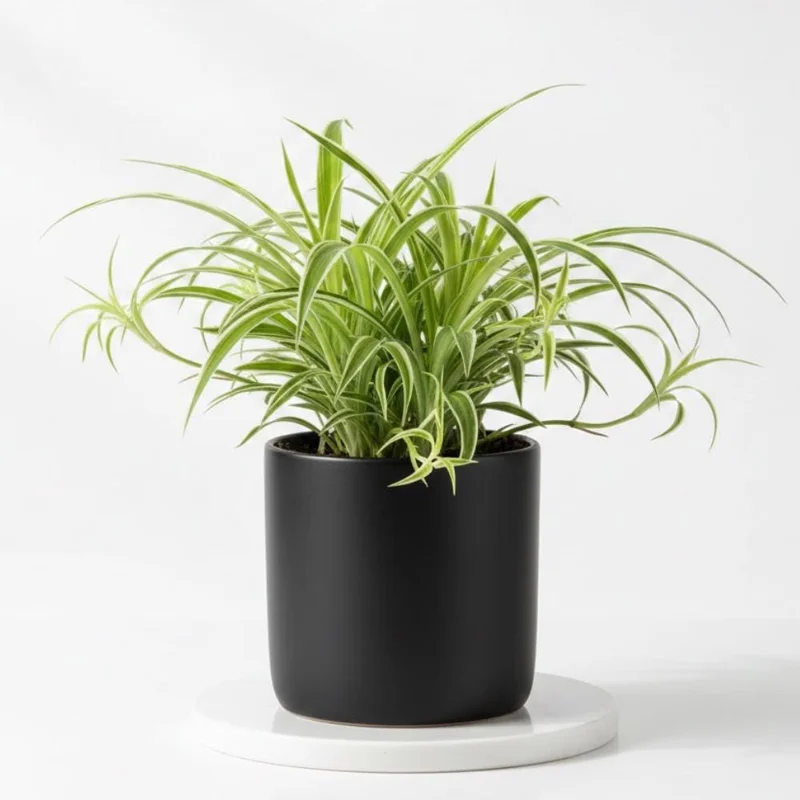 Curly Spider Plant Live Houseplant – 10 Inches Tall – Variegated Leaves – Air Purifying Indoor Plant Curly Spider Plant Live Houseplant – 10 Inches Tall – Variegated Leaves – Air Purifying Indoor Plant - Image 9