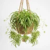 Curly Spider Plant Live Plant – 4 Inch Pot, Variegated, Air-Purifying Houseplant, 4-6 Inch Tall - Image 1
