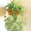 Curly Spider Plant, Spider Plants Live Houseplants, 5 Inches Tall, Variegated Curly Leaves, Air Purifying - Image 1