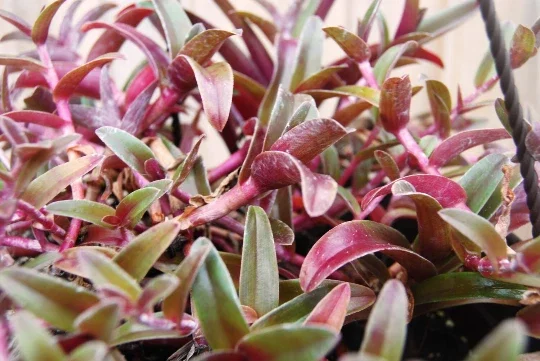Cyanotis Obtusa Live Plant – Purple & Green Wandering Jewel Houseplant - Image 2