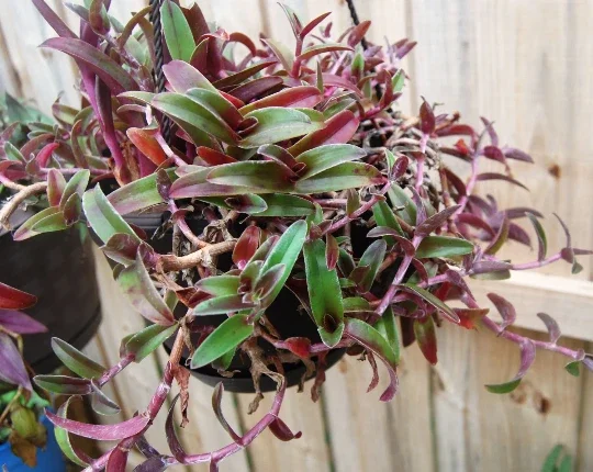 Cyanotis Obtusa Live Plant – Purple & Green Wandering Jewel Houseplant Cyanotis Obtusa Live Plant – Purple & Green Wandering Jewel Houseplant - Image 3