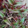 Cyanotis Obtusa Live Plant – Purple & Green Wandering Jewel Houseplant Cyanotis Obtusa Live Plant – Purple & Green Wandering Jewel Houseplant - Image 1