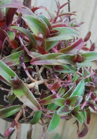 Cyanotis Obtusa Live Plant – Purple & Green Wandering Jewel Houseplant - Image 1