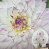Dahlia Crazy Love Live Flower Bulb - White & Purple Edge, 1 Tuber - Image 1