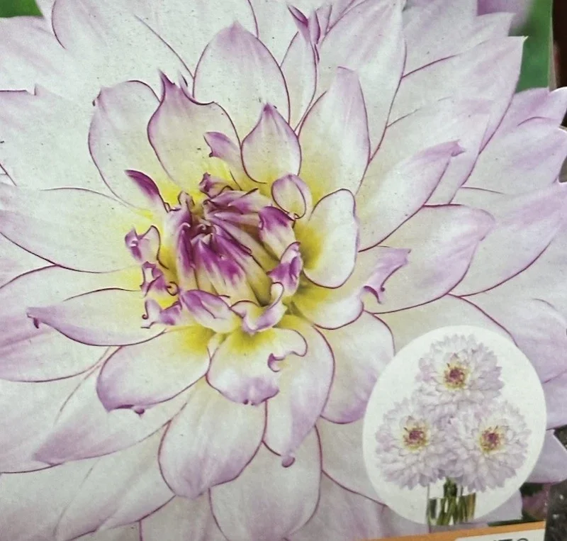 Dahlia Crazy Love Live Flower Bulb - White & Purple Edge, 1 Tuber Dahlia Crazy Love Live Flower Bulb - White & Purple Edge, 1 Tuber - Image 1