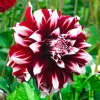 Dahlia Duet Flower Bulb Tuber - 1 Live Plant - Red & White Large Blooms Dahlia Duet Flower Bulb Tuber - 1 Live Plant - Red & White Large Blooms - Image 1