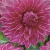 Dahlia Lucky Number 1 Bulbs - Bright Pink Flower Plant Tuber Dahlia Lucky Number 1 Bulbs - Bright Pink Flower Plant Tuber - Image 1