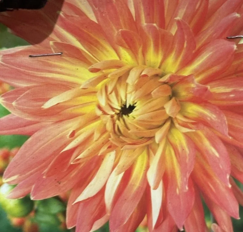 Dahlia Orange Motto Bulb - 1 Live Flower Plant Tuber - Outdoor Garden Dahlia Orange Motto Bulb - 1 Live Flower Plant Tuber - Outdoor Garden - Image 1