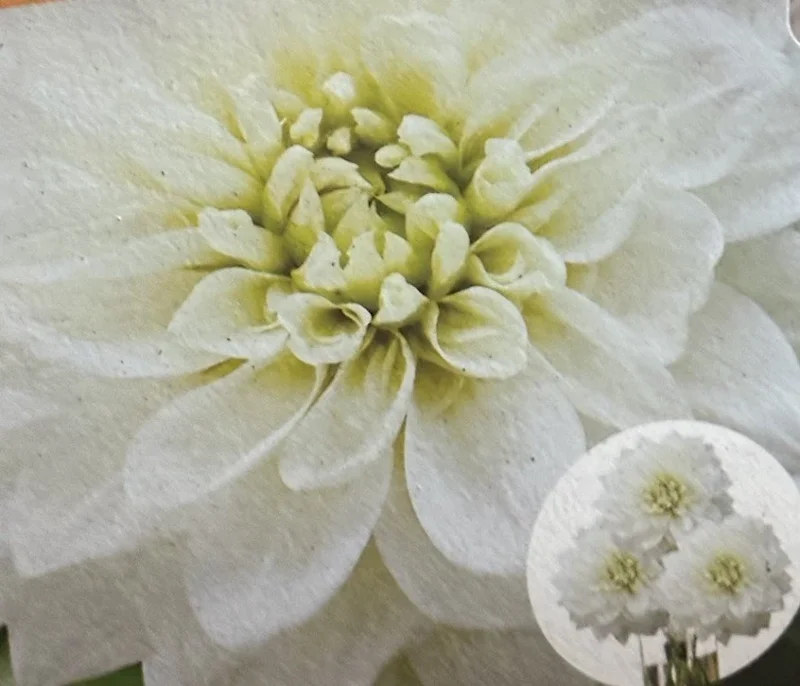 Dahlia White Perfection Flower Bulb - 1 Live Tuber for Garden Dahlia White Perfection Flower Bulb - 1 Live Tuber for Garden - Image 1