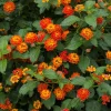 Dallas Red Lantana Live Plant – 1 Gallon Shrub – Outdoor Flower Dallas Red Lantana Live Plant – 1 Gallon Shrub – Outdoor Flower - Image 1