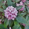 Daphne Odora Variegated Live Plant – Fragrant Pink Flowers – 1 Unrooted Cutting – 6 inch Daphne Odora Variegated Live Plant – Fragrant Pink Flowers – 1 Unrooted Cutting – 6 inch - Image 1