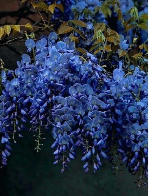 Dark Blue Chinese Wisteria Seeds - 5 Count Vine Climbing Perennial Flower - Image 2