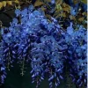 Dark Blue Chinese Wisteria Seeds - 5 Count Vine Climbing Perennial Flower - Image 1