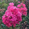 Dark Pink Crepe Myrtle Live Plant Cuttings - 7 Pack, Lagerstroemia Indica - Image 1