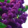 Dark Purple Lilac Tree Seeds - 25 Fragrant Perennial Flower Seeds - Image 1