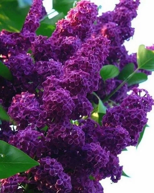 Dark Purple Lilac Tree Seeds - 25 Fragrant Perennial Flower Seeds - Image 1